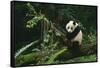 Giant Panda Climbing Tree-DLILLC-Framed Stretched Canvas