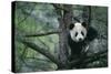 Giant Panda Climbing Tree-DLILLC-Stretched Canvas