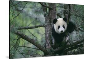 Giant Panda Climbing Tree-DLILLC-Stretched Canvas