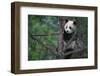 Giant Panda Climbing Tree-DLILLC-Framed Photographic Print