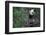 Giant Panda Climbing Tree-DLILLC-Framed Photographic Print