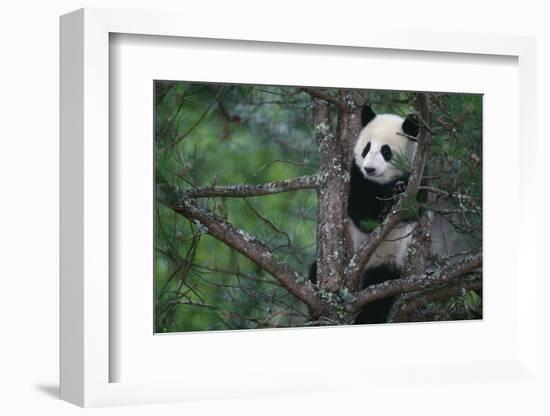 Giant Panda Climbing Tree-DLILLC-Framed Photographic Print