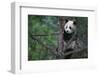 Giant Panda Climbing Tree-DLILLC-Framed Photographic Print