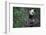 Giant Panda Climbing Tree-DLILLC-Framed Photographic Print