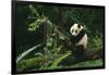 Giant Panda Climbing Tree-DLILLC-Framed Photographic Print