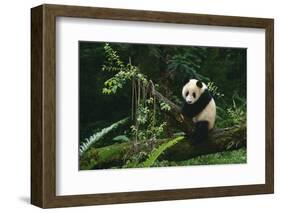 Giant Panda Climbing Tree-DLILLC-Framed Photographic Print