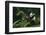 Giant Panda Climbing Tree-DLILLC-Framed Photographic Print