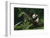 Giant Panda Climbing Tree-DLILLC-Framed Photographic Print