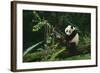 Giant Panda Climbing Tree-DLILLC-Framed Photographic Print