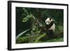 Giant Panda Climbing Tree-DLILLC-Framed Photographic Print