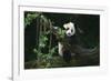 Giant Panda Climbing Tree-DLILLC-Framed Photographic Print