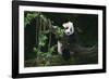 Giant Panda Climbing Tree-DLILLC-Framed Photographic Print