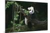 Giant Panda Climbing Tree-DLILLC-Mounted Photographic Print