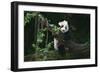 Giant Panda Climbing Tree-DLILLC-Framed Photographic Print