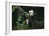 Giant Panda Climbing Tree-DLILLC-Framed Photographic Print