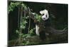 Giant Panda Climbing Tree-DLILLC-Mounted Photographic Print