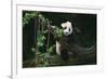 Giant Panda Climbing Tree-DLILLC-Framed Photographic Print