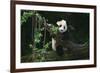 Giant Panda Climbing Tree-DLILLC-Framed Photographic Print