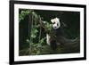 Giant Panda Climbing Tree-DLILLC-Framed Photographic Print