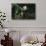 Giant Panda Climbing Tree-DLILLC-Photographic Print displayed on a wall