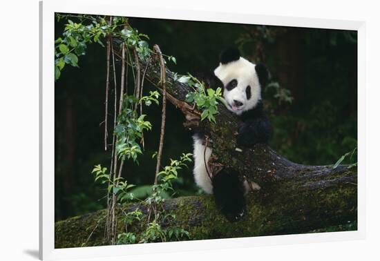 Giant Panda Climbing Tree-DLILLC-Framed Photographic Print