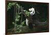 Giant Panda Climbing Tree-DLILLC-Framed Photographic Print