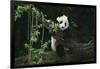 Giant Panda Climbing Tree-DLILLC-Framed Photographic Print