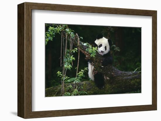 Giant Panda Climbing Tree-DLILLC-Framed Photographic Print