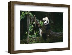 Giant Panda Climbing Tree-DLILLC-Framed Photographic Print