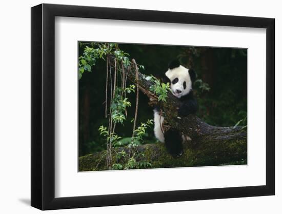 Giant Panda Climbing Tree-DLILLC-Framed Photographic Print