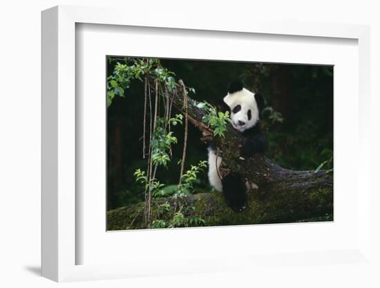 Giant Panda Climbing Tree-DLILLC-Framed Photographic Print