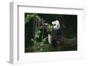 Giant Panda Climbing Tree-DLILLC-Framed Photographic Print