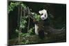 Giant Panda Climbing Tree-DLILLC-Mounted Photographic Print