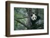 Giant Panda Climbing Tree-DLILLC-Framed Photographic Print