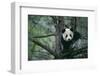 Giant Panda Climbing Tree-DLILLC-Framed Photographic Print