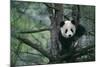 Giant Panda Climbing Tree-DLILLC-Mounted Photographic Print