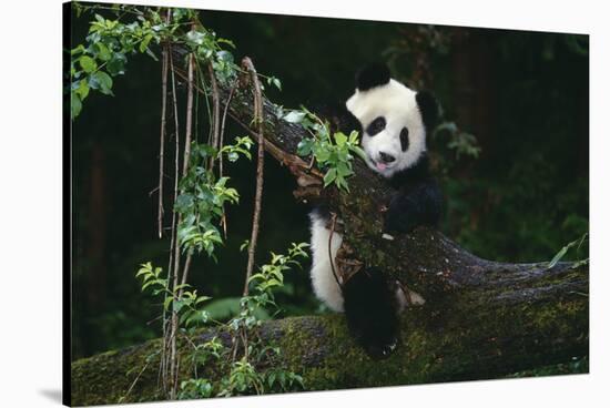 Giant Panda Climbing Tree-DLILLC-Stretched Canvas