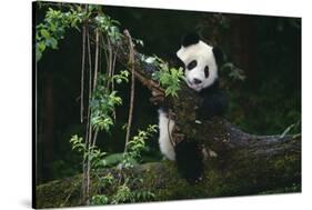 Giant Panda Climbing Tree-DLILLC-Stretched Canvas