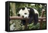 Giant Panda Cub, Chengdu, China-Paul Souders-Framed Stretched Canvas