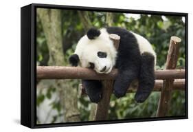 Giant Panda Cub, Chengdu, China-Paul Souders-Framed Stretched Canvas