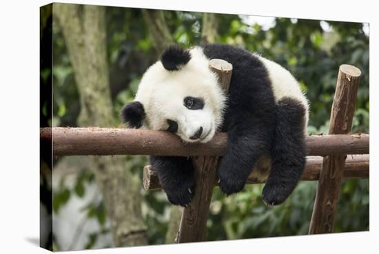 Giant Panda Cub, Chengdu, China-Paul Souders-Stretched Canvas
