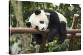 Giant Panda Cub, Chengdu, China-Paul Souders-Stretched Canvas