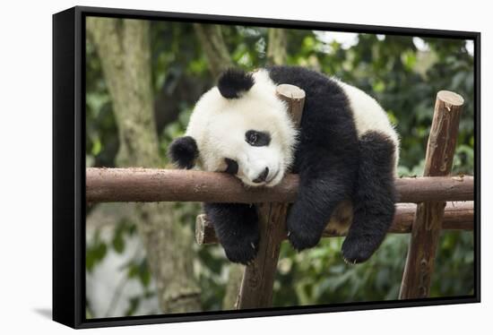 Giant Panda Cub, Chengdu, China-Paul Souders-Framed Stretched Canvas