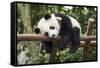 Giant Panda Cub, Chengdu, China-Paul Souders-Framed Stretched Canvas