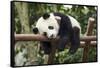 Giant Panda Cub, Chengdu, China-Paul Souders-Framed Stretched Canvas