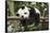 Giant Panda Cub, Chengdu, China-Paul Souders-Framed Stretched Canvas