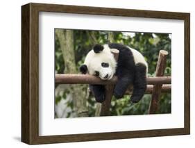 Giant Panda Cub, Chengdu, China-Paul Souders-Framed Premium Photographic Print