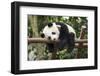 Giant Panda Cub, Chengdu, China-Paul Souders-Framed Premium Photographic Print