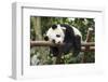 Giant Panda Cub, Chengdu, China-Paul Souders-Framed Premium Photographic Print