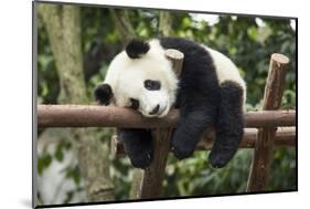 Giant Panda Cub, Chengdu, China-Paul Souders-Mounted Premium Photographic Print